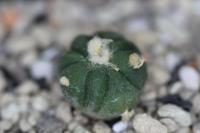 Echinocactus horizonthalonius PD 92